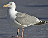 Herring Gull